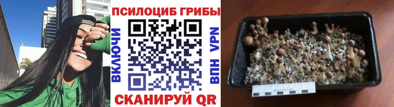 хочу   Дюртюли  Псилоцибиновые грибы Psilocybine cubensis 